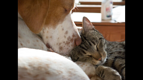 Cats and dogs _ 3
