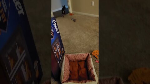 Snickers and Jellybean playing