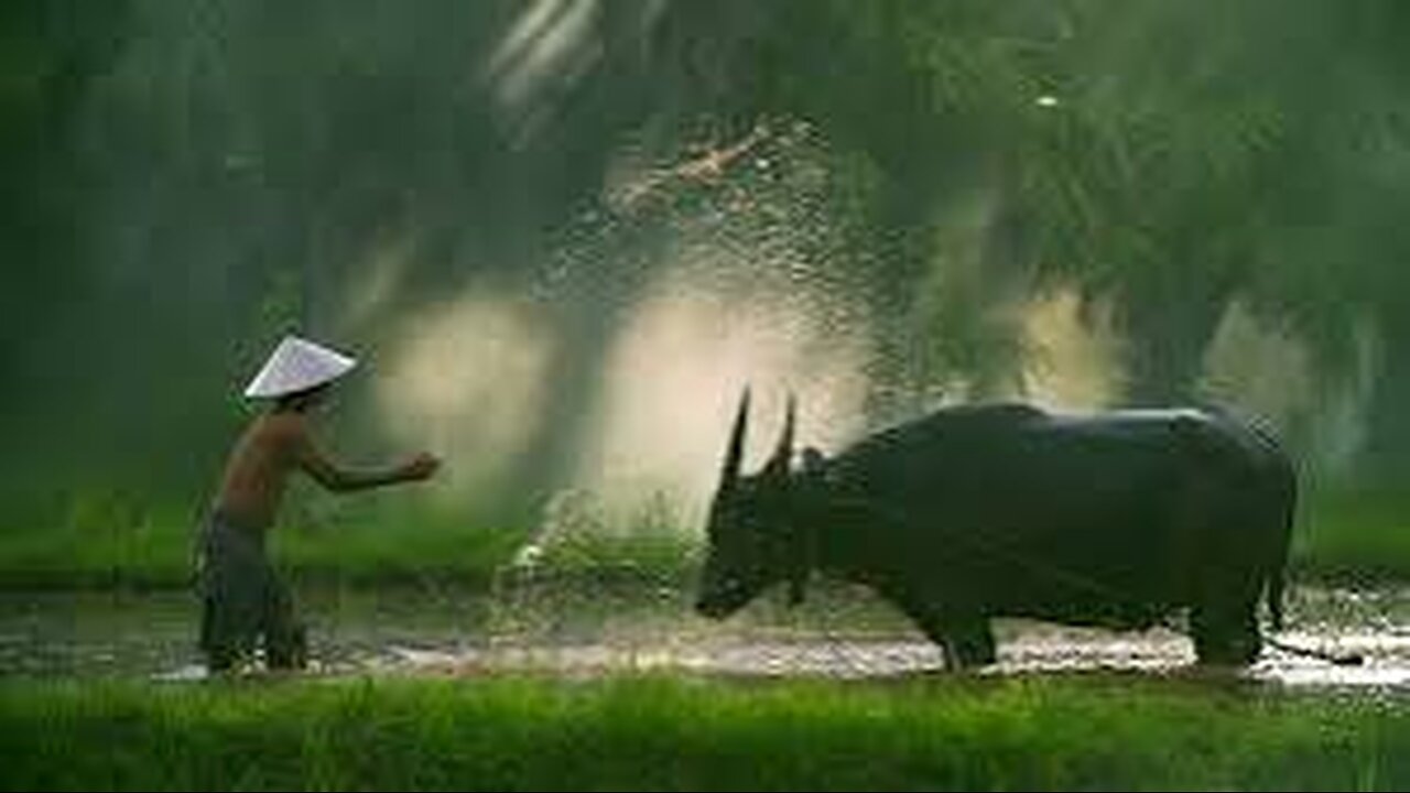 When Bad Things Lead to Good: The Surprising Story of a Chinese Farmer( BASED ON A TRUE STORY)