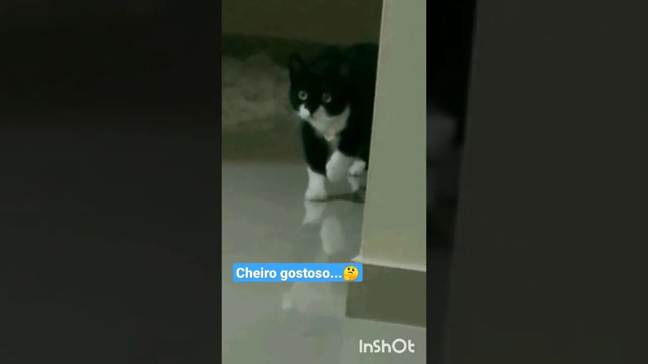 Gato Bartolomeu Tunico olhando a comida 😺😺