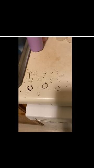 Where did all these ants come from?