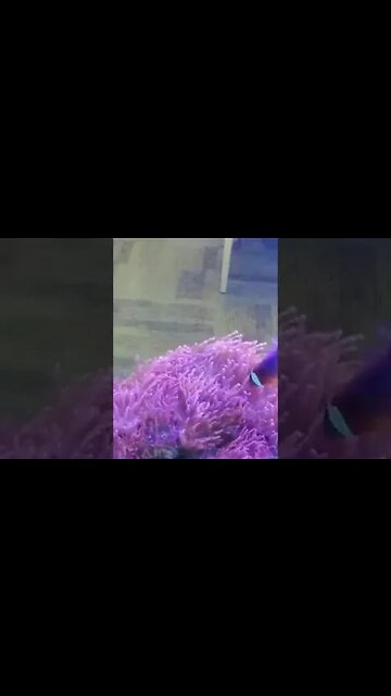 Finding Nemo and Dory Swimming in Confusion