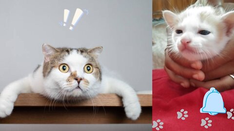 Cute baby cats funnyest videos