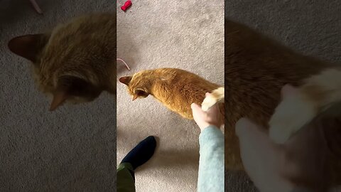 My Cat Loves Tail Pets