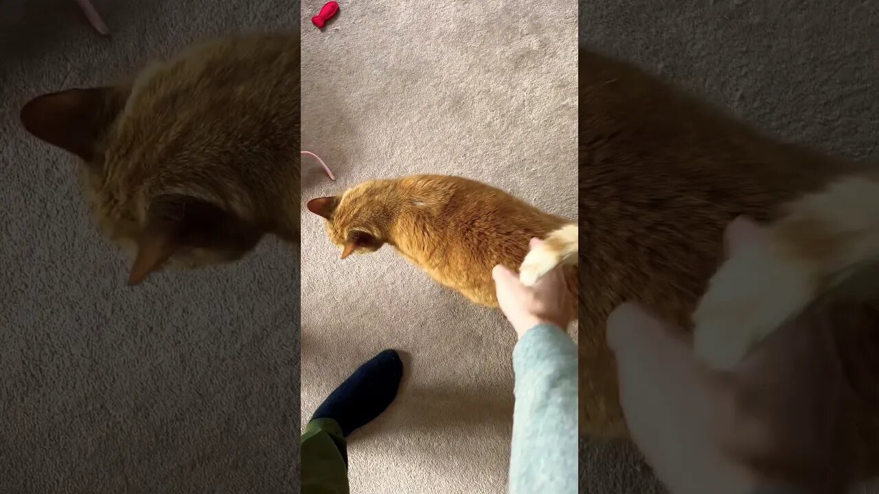 My Cat Loves Tail Pets