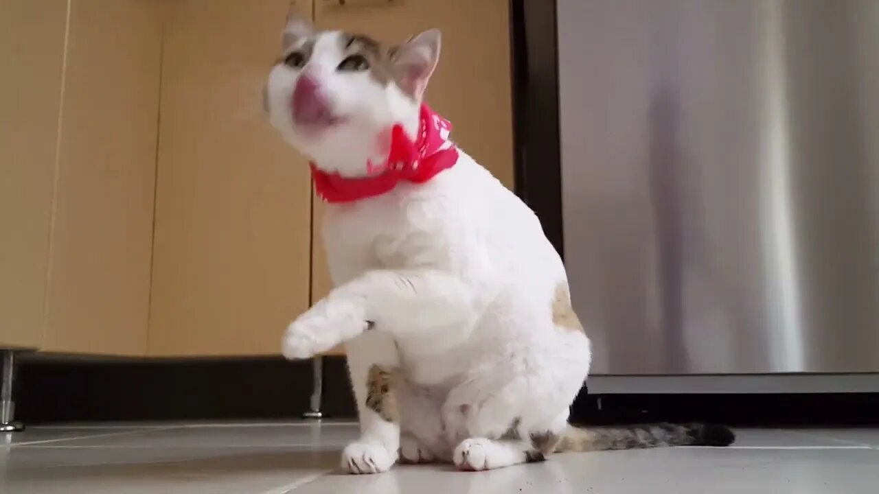 video of funny cat