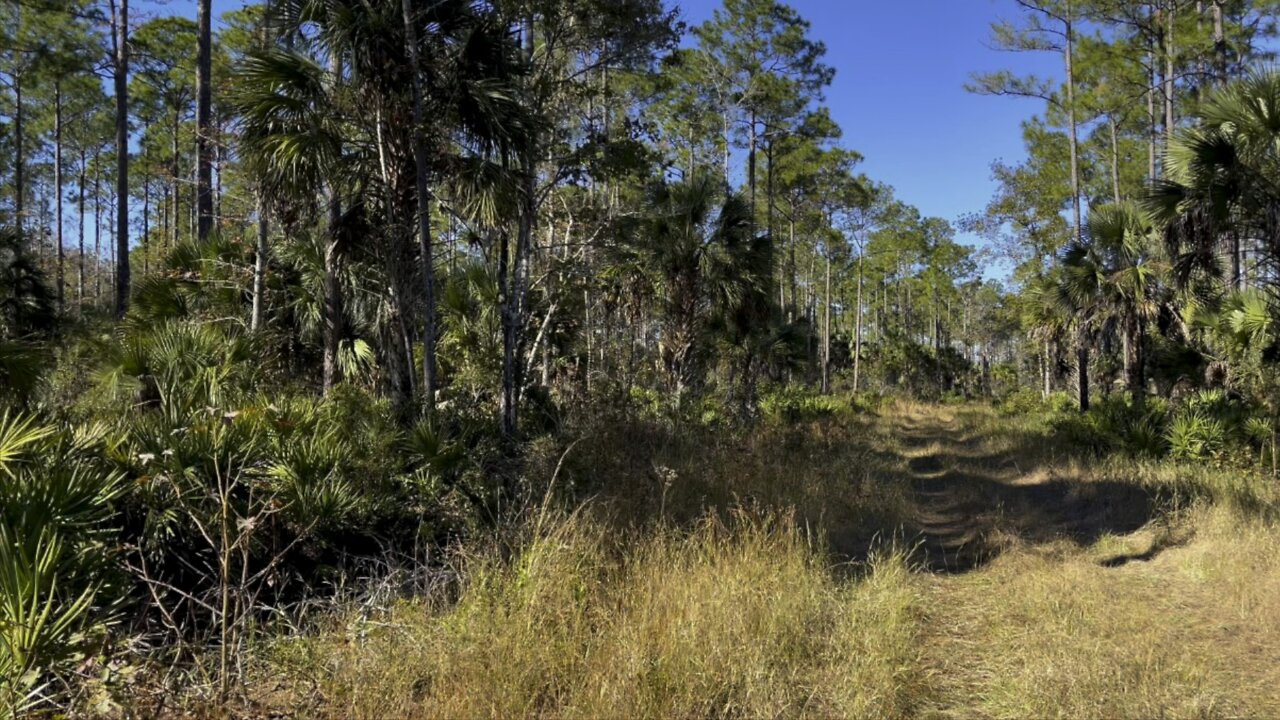 Walks in Paradise Part 5- Lower Suwannee National Wildlife Refuge- #4K #walks #DolbyVision