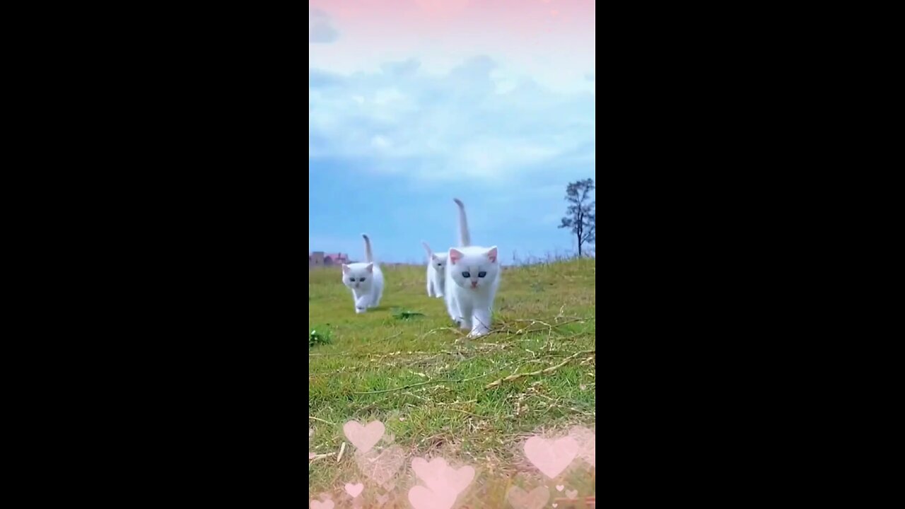 little cute white kitten