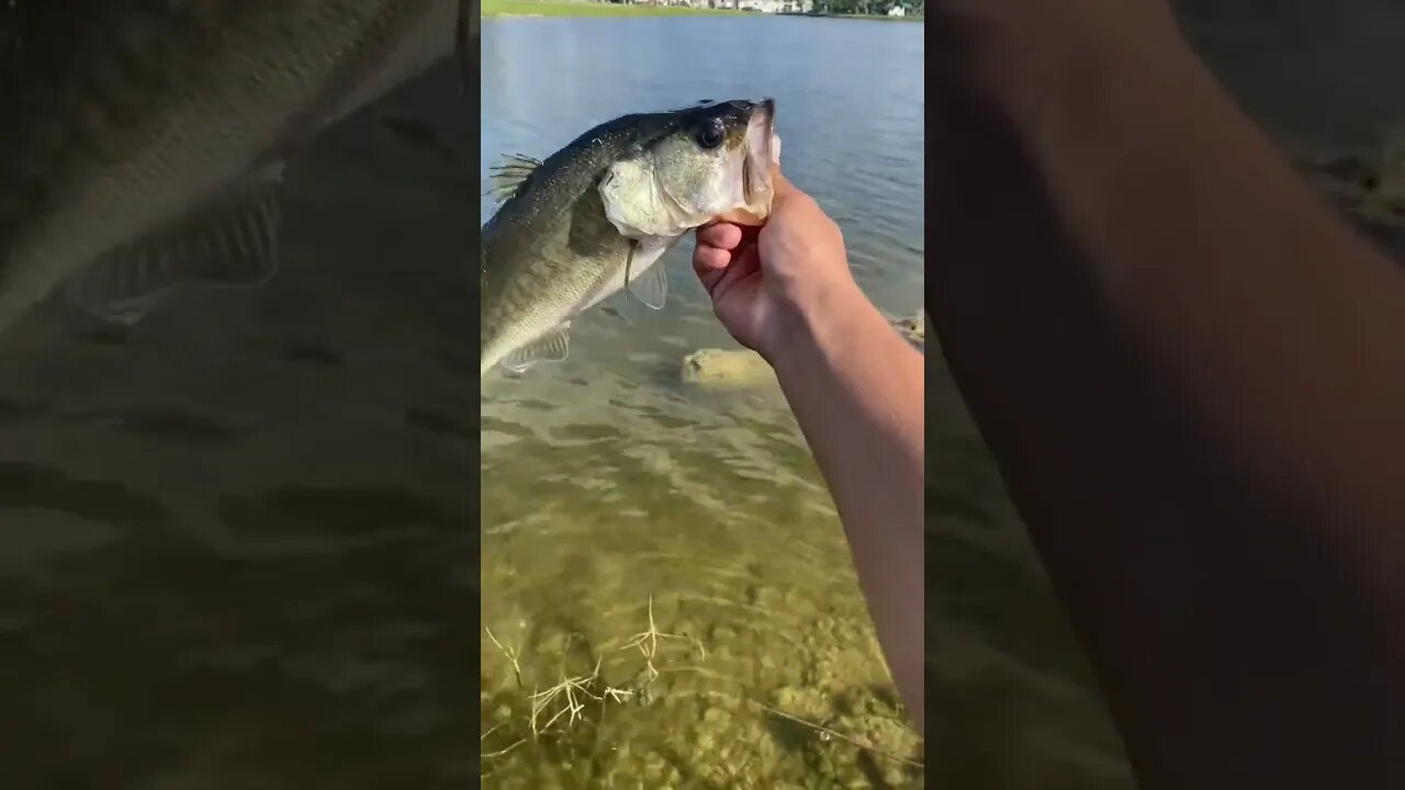 BASS on the Berkeley WAR PIG