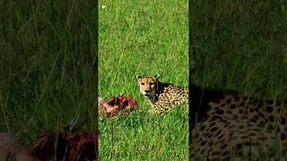 Cheetah Chewing... #shorts | #ShortsAfrica