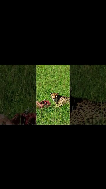 Cheetah Chewing... #shorts | #ShortsAfrica