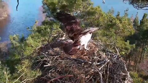 Air Attack on the nest