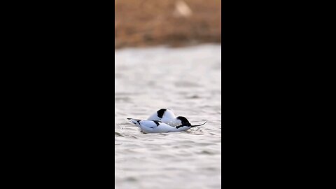 nice bird
