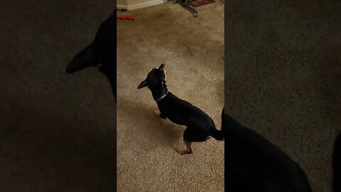 Snickers always happy to play with his Daddy