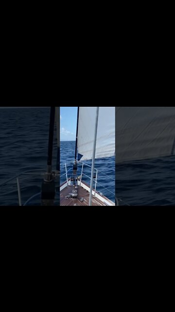 Let’s Go Sailing! #shorts #sailinglife