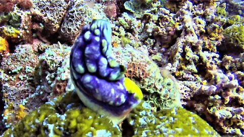 This bizarre ocean animal is believed to hold a cure for Covid-19 and cancer