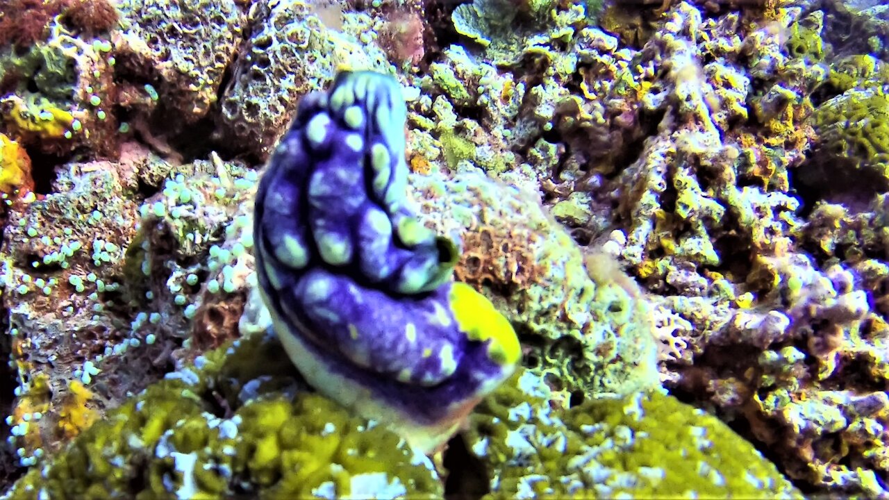 This bizarre ocean animal is believed to hold a cure for Covid-19 and cancer