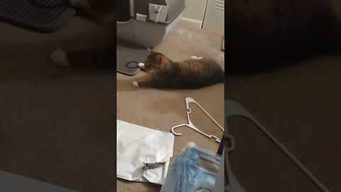 kitty playtime