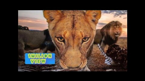 New Two Lion animal Funny Video@😂#Short & #Shorts