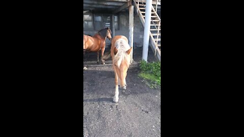 Horses hid from insects in the shade