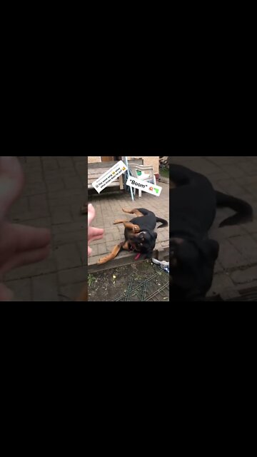 What Tricks Can Bear Do? 🤔 Part 1 🤗❤🐻🐾#Shorts #rottweiler #dogs