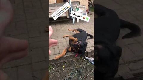 What Tricks Can Bear Do? 🤔 Part 1 🤗❤🐻🐾#Shorts #rottweiler #dogs