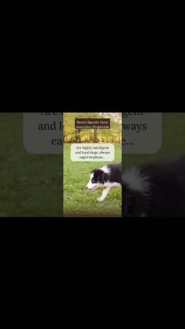 Amazing Facts about Australian Shepherds