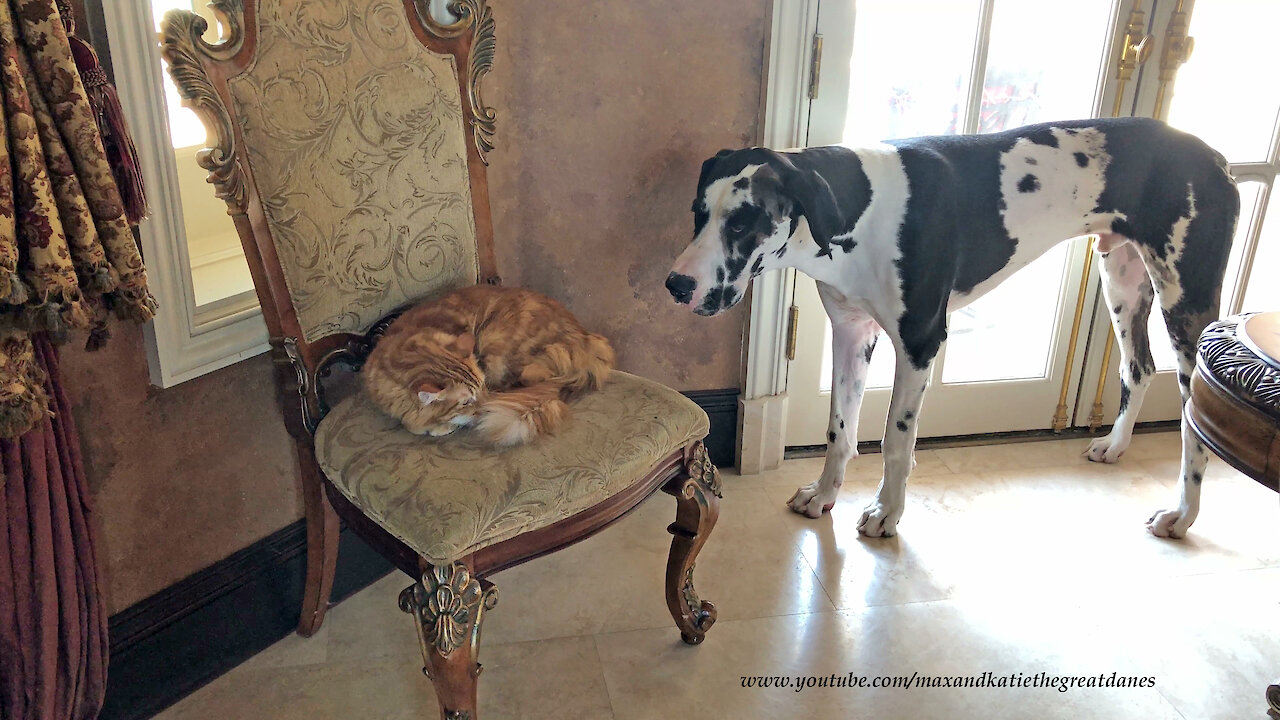 Sleepy cat totally ignores barking Great Dane