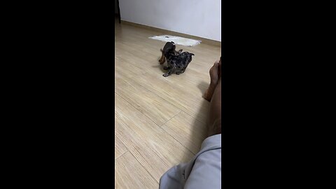 FRENCH BULLDOG PUPS FIGHT!!