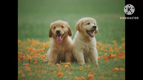 cute dogs