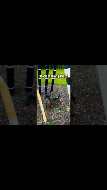 Cat goes walking around crazy ART gallery! #walkingacat#cats#shorts