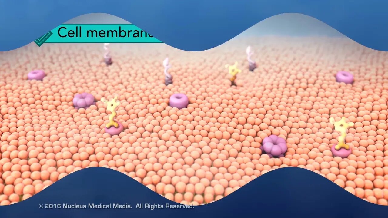 Structure of the Cell Membrane