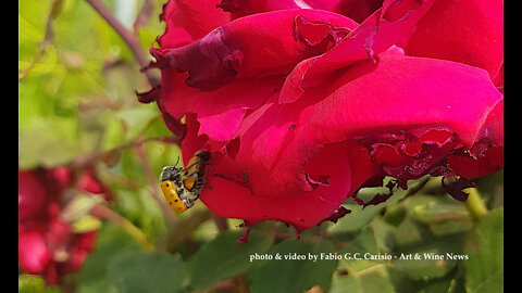 COCCINELLE IN AMORE SU ROSA ROSSA - Ladybirds in Love on Red Rose