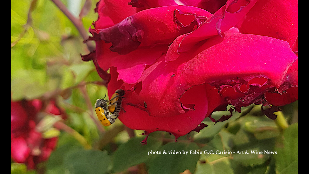 COCCINELLE IN AMORE SU ROSA ROSSA - Ladybirds in Love on Red Rose