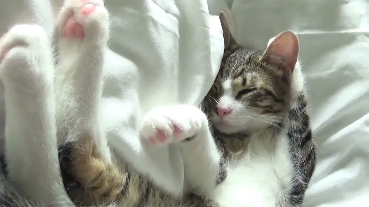 Cat Dreaming ASMR