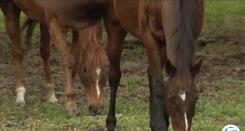 Concern over slaughtered horses