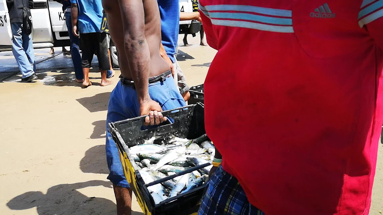 SOUTH AFRICA - Durban - Frenzy of sardine netting off Durban uShaka beach (Video) (5s6)