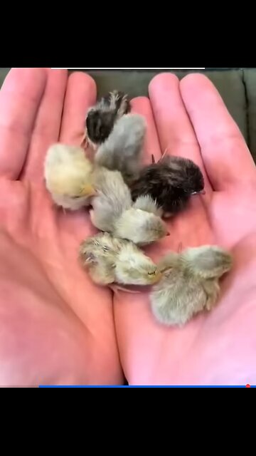 The man saved a baby quail and raised it