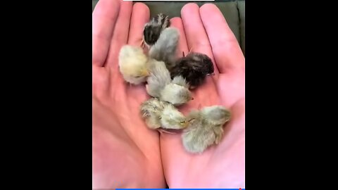 The man saved a baby quail and raised it