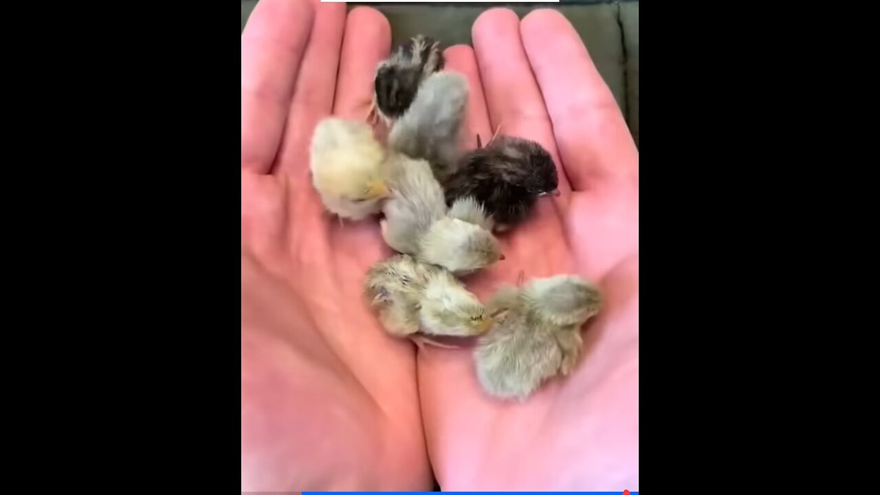 The man saved a baby quail and raised it