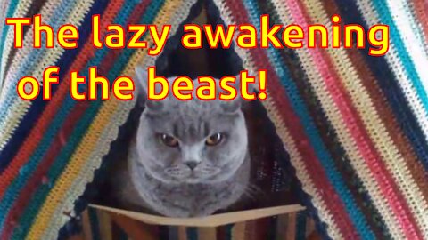 The lazy awakening of the beast!