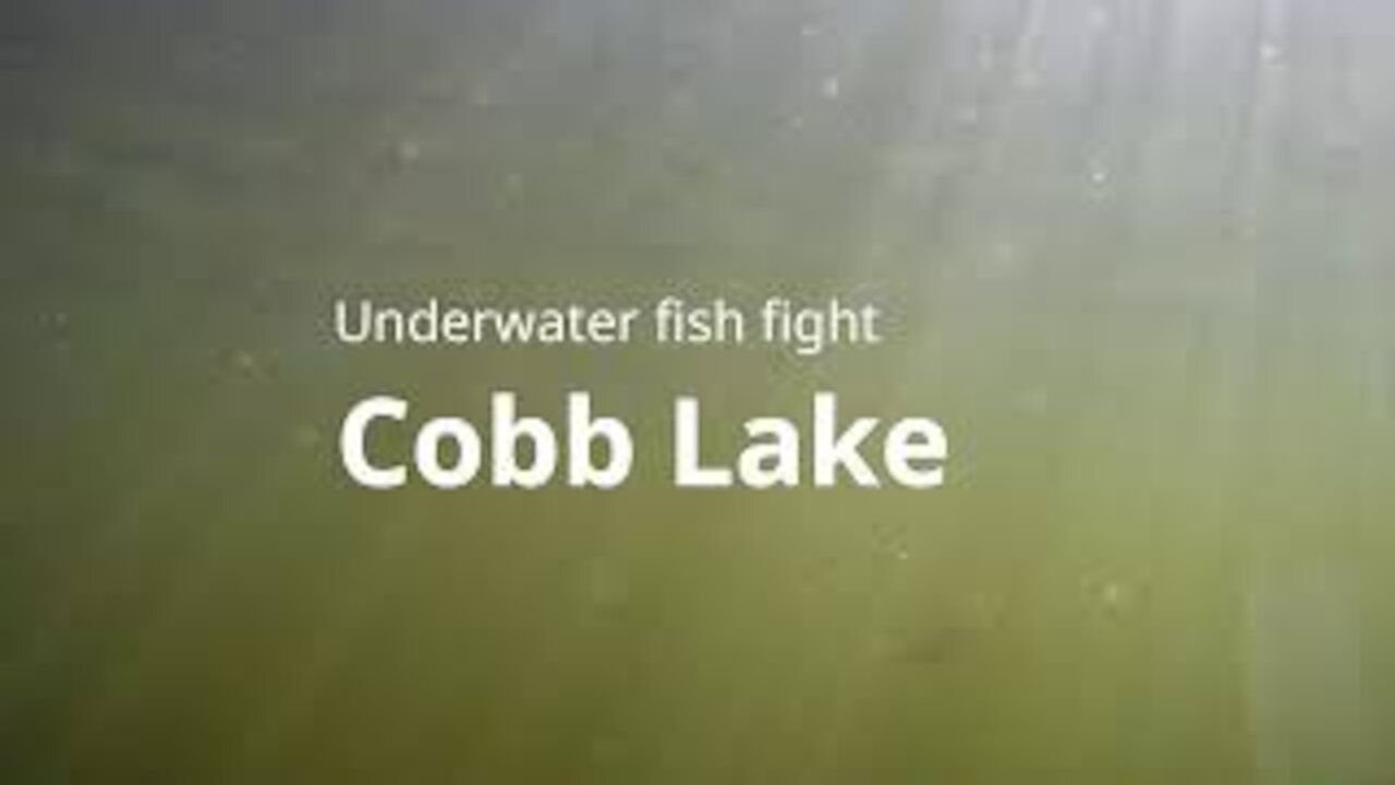 Cobb Lake - Summer 2017