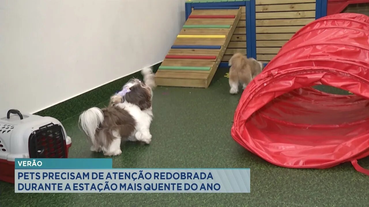 Verão: Pets Precisam de Atenção Redobrada durante a Estação mais Quente do Ano.