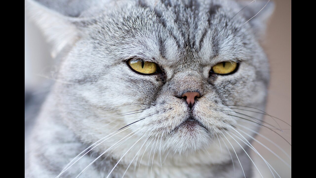 Cats talking !! these cats can speak english better than hooman