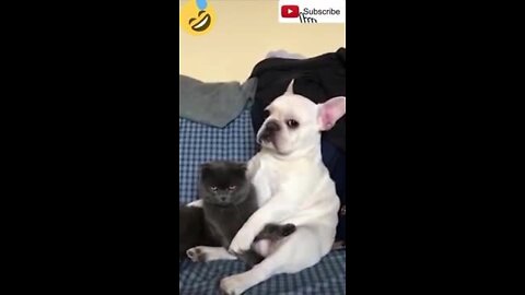 funniest cats | baby dog and cat | funny animals videos compilation