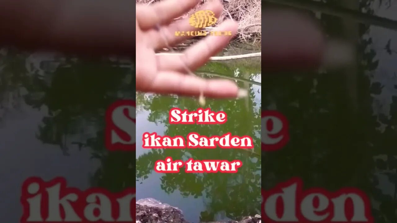 STRIKE !! ikan Sarden air tawar yang tenggelam berhasil diselamatkan - Mancing Rodok #mancing #wader