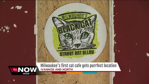 Milwaukee's first cat cafe 'Sip & Purr' announces location on city's East Side