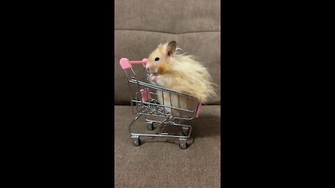 Cute Little Hamster Is Grooming Itself