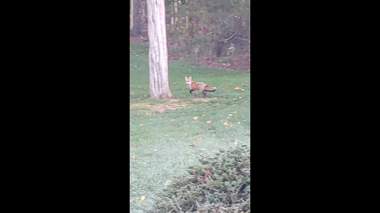 Fox out hunting for breakfast