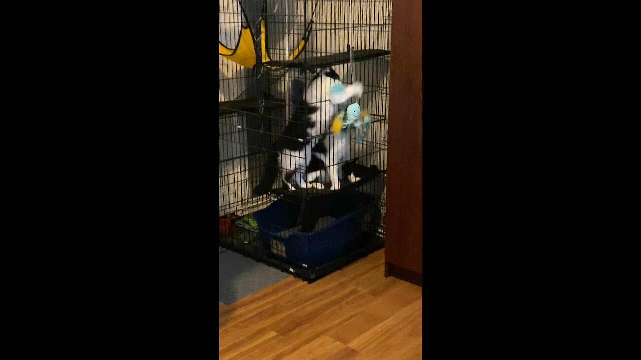 Milo and Loki playing with the toy through the cage